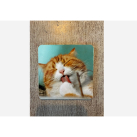 Onderzetters katten setje van 4 stuks